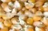 animal feed corn