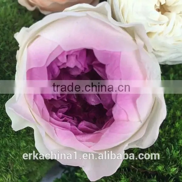 Wholesale Preserved Roses Preserved Flowers Dried Flowers Austin Rose photo-4