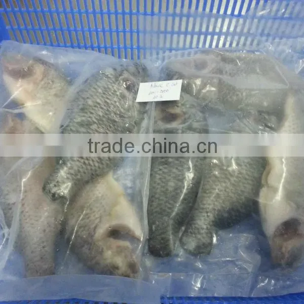 FROZEN BLACK TILAPIA WHOLE ROUND photo-5