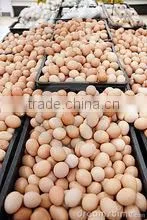 EGGS photo-3