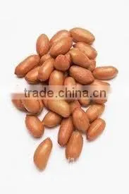 Peanut photo-4