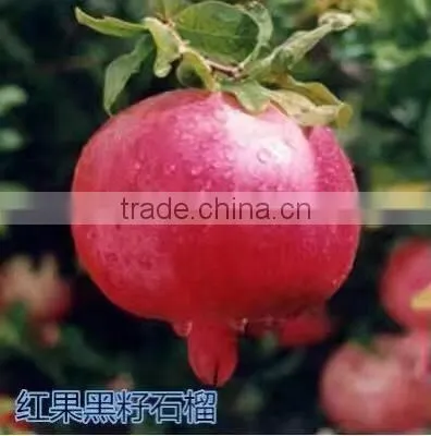 Easy Survival Pomegranate Seedling photo-4