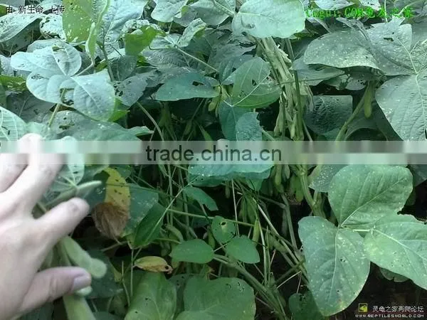 Black Soybeans With Yellow Kernel photo-3