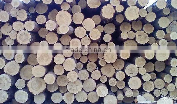 Timber Log / Sawlogs /Wood Round Logs photo-3