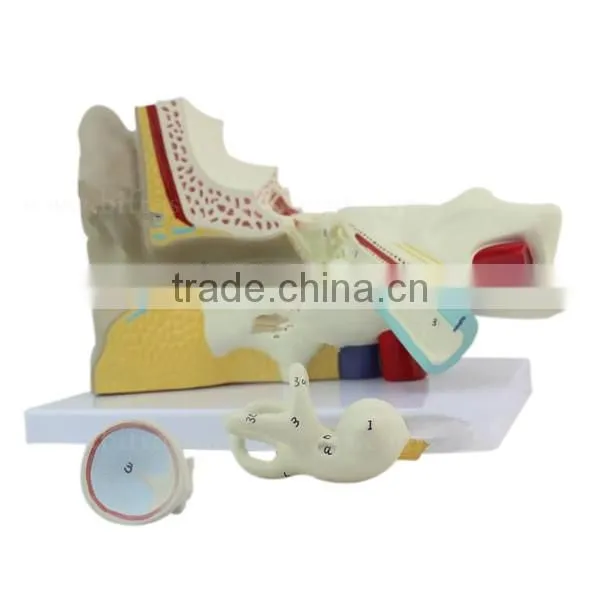 Ear Plastic Education Human Body Anatomy Model photo-3