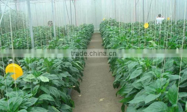 Glass Greenhouse-3 photo-6