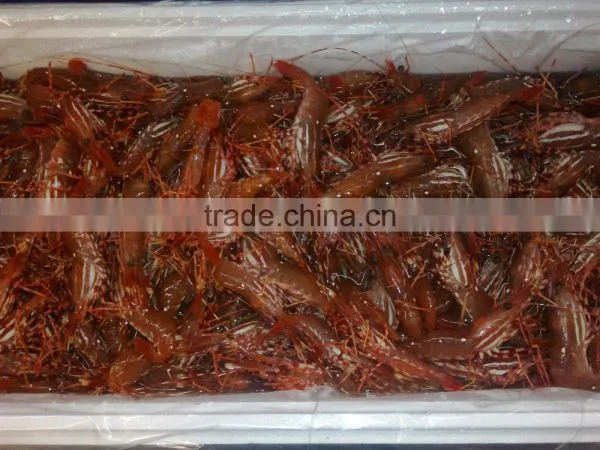 Live Spot Prawn photo-3