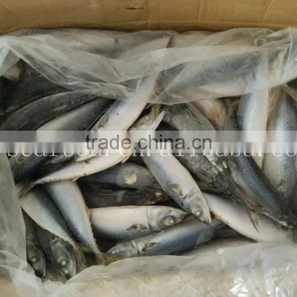 Frozen Pacific Mackerel Seining Catching photo-2