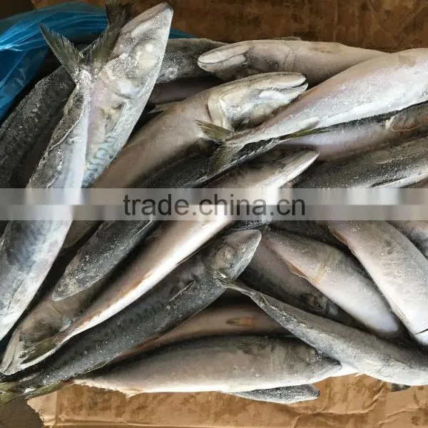 New Landing Fresh Sea Frozen High Quality HGT Fish Pacific Mackerel Scomber Japonicus photo-6