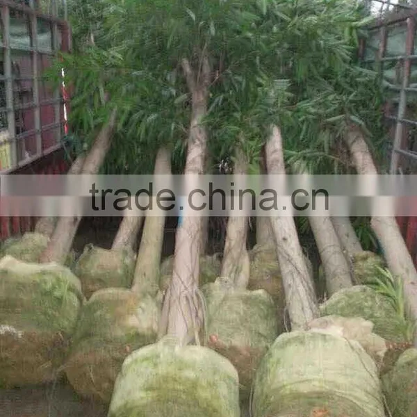 Ficus Irregularis photo-3