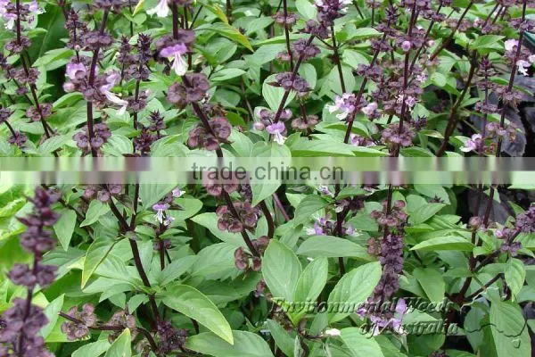 Ocimum Basilicum photo-3
