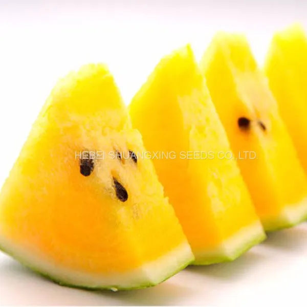 Early Matured Yellow Flesh Hybrid Watermelon Seeds Small Phoenix photo-2