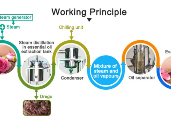 Factory Genyond Pine Needles Essential Oil Distiller Distillation Equipment Extractor Extracting Machine photo-5
