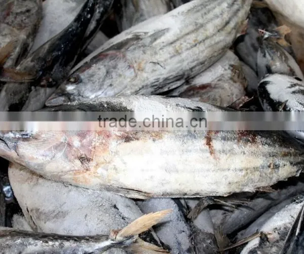Frozen Katsuwonus Pelamis photo-2