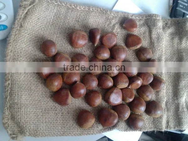Import Fresh Chestnut photo-2