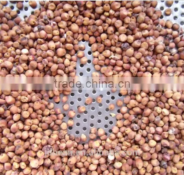 Chinese Red Sorghum photo-5