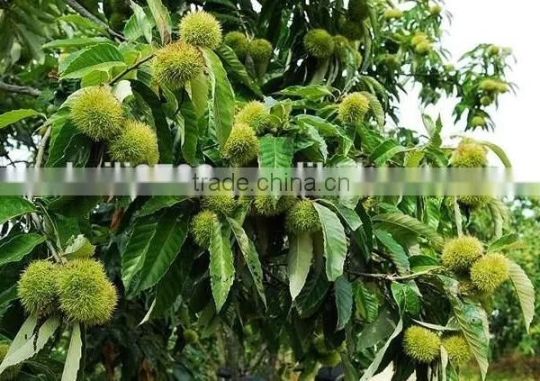 Bigbig Sweetsweet China Chestnut photo-2