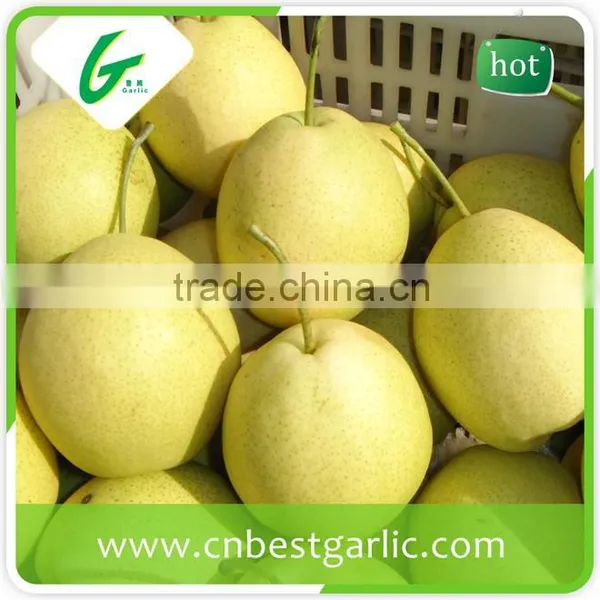Boxing Fresh Shandong Pear photo-5