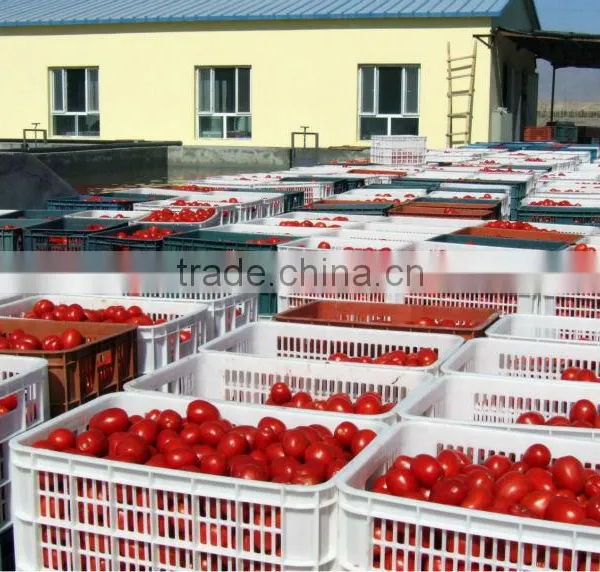 Hot Selling Sun Dried Tomotoes for Buyer photo-3