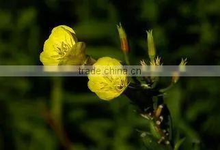 Quality Evening Primrose Oil Supply in Bulk photo-3