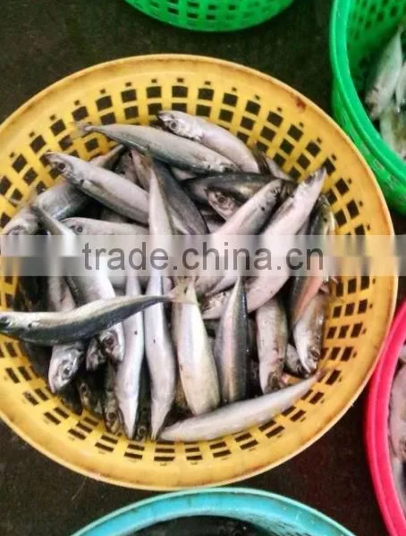 Frozen Mackerel photo-3