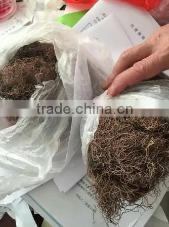 Sell Gracilaria Seaweeds photo-3