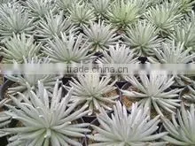Succulent Plant Senecio Scaposus