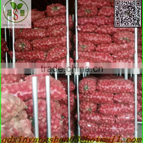 Fresh Red Onion Mesh Bag Packed -(website:qdxinyangshan03)