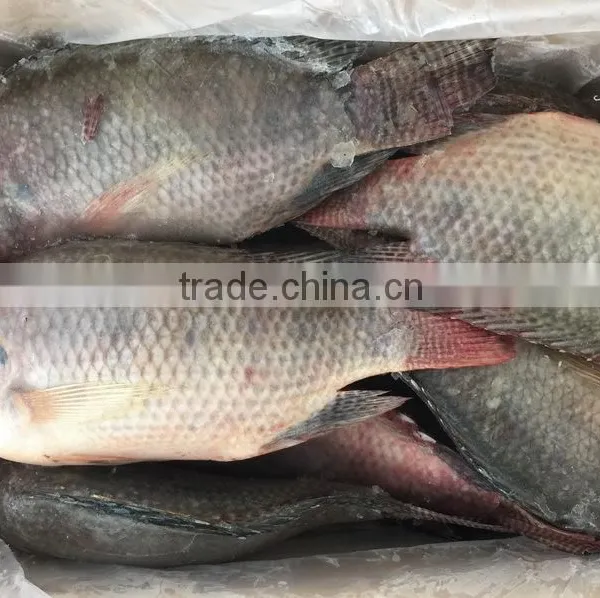 FROZEN TILAPIA WHOLE ROUND 500-800G photo-2