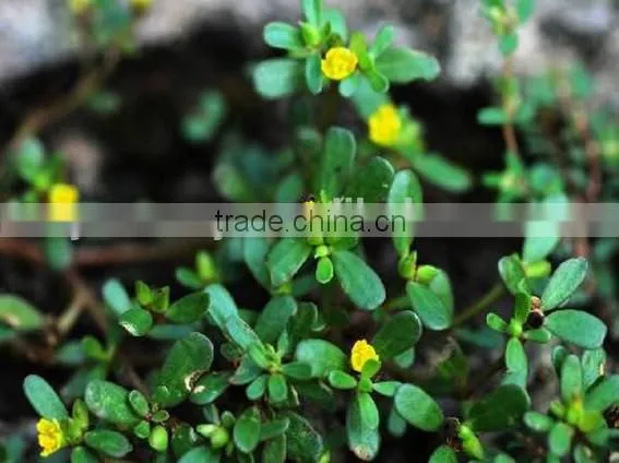 Portulacaceae ,Portulaca, Flower Seeds , Herb Seed,vegetalbe Seed,fruit Seed,grass Seed photo-4