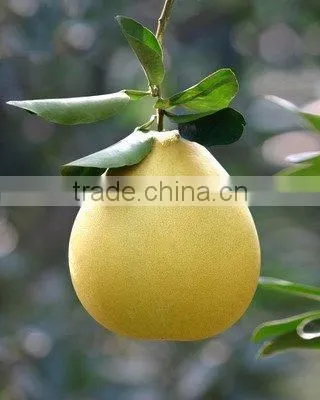 Honey Pomelo