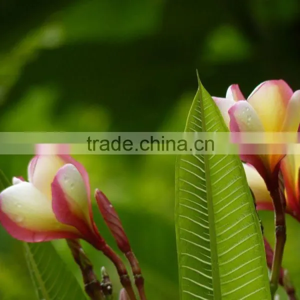 Multi-color Plumeria Rubra 'Tricolor' photo-4