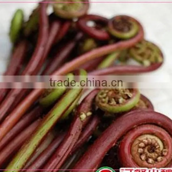 Salted Bracken(warabi) photo-5