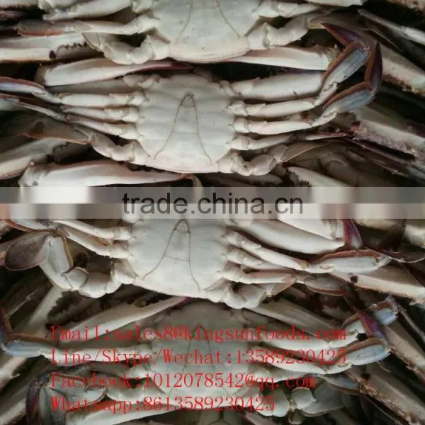 Wholesale Frozen Blue Swimming Crab for Hot Sale photo-3