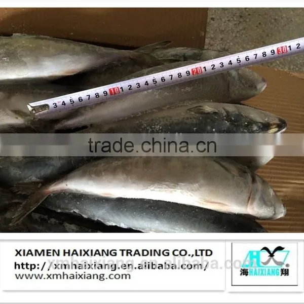 New Arrival Frozen Sardines for Bait photo-3