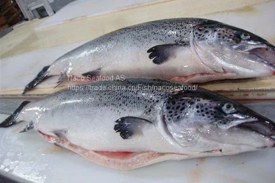 Atlantic Salmon Fish, Salmon Belly, Salmon Backbone, Salmon Head, Salmon HOG, Norwegian Salmon HG, Salmon Oil, Caviar