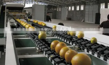 Tomato Grading Machine Sorter Grader photo-2