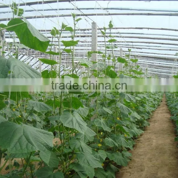 Low Cost Plastic Film Greenhouse For Tomatos photo-3