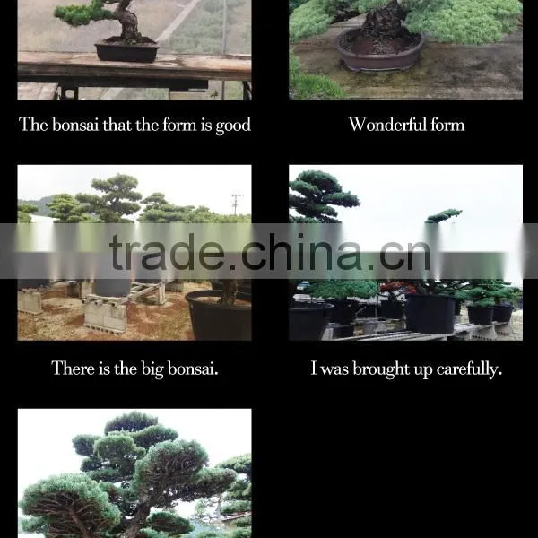 Professional and a Heart Feels Relaxed Bonsai Tree Price Tree With Eco-friendly Made in Japan photo-4