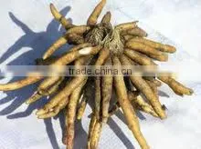 Chlorophytum Borivilianum Extract photo-2