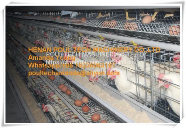 Rwanda Poultry Farm A Type Battery Female Male Chicken Cage & Layer Breeding Cage Used in Chicken House photo-2