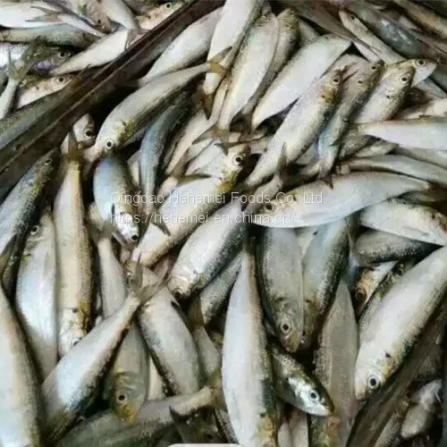 Sardine Fish Export Frozen Sardine Fish Whole Round Frozen Sardine Fish photo-5