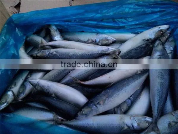 Pacific Mackerel New Coming Seafood photo-4