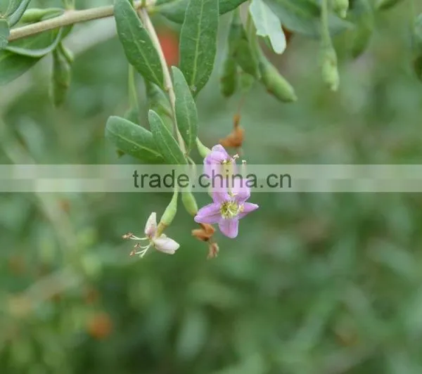 ORGANIC ZHONGNING RED GOJI 2016