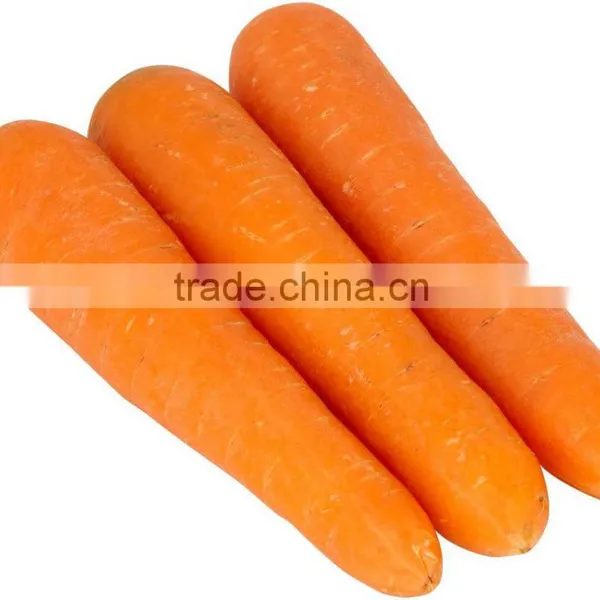 Supply Fresh Carrot With Good Quality for Sale photo-5