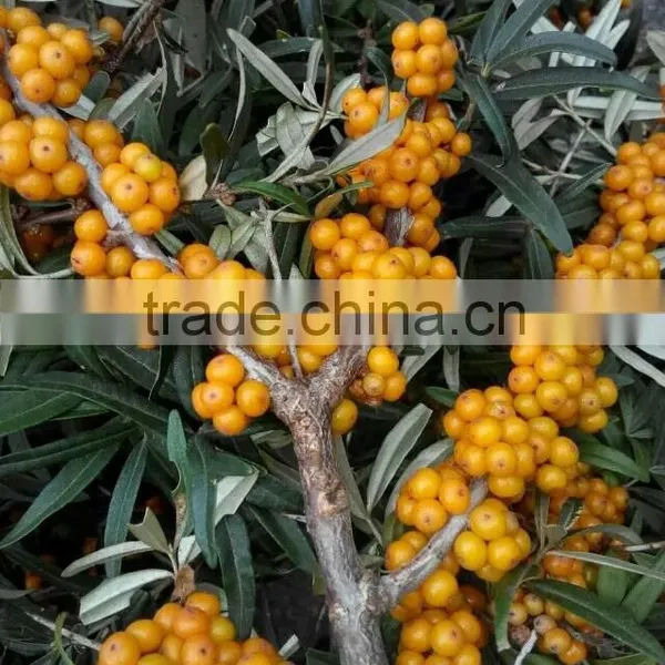Organic Hippophae Rhamnoides Oil With Organic ,good Quality photo-3