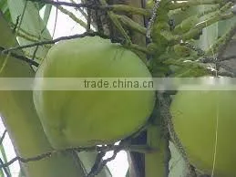 Fresh Green Tender Coconut photo-2