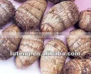 2015 New Season of Chinese Fresh Taro photo-6