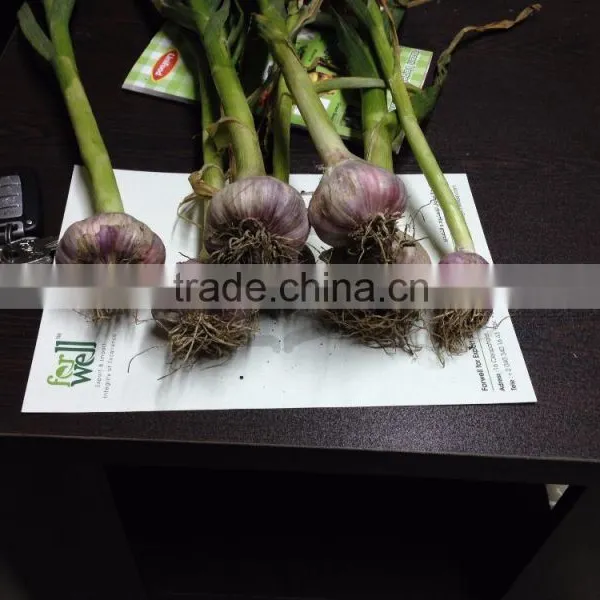 Liliaceous Vegetabless Product Type and Garlic 2017 photo-3