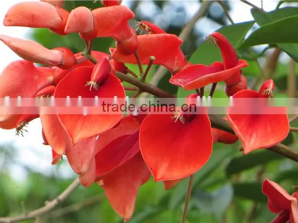 Erythrina Crista-galliLinn. photo-4